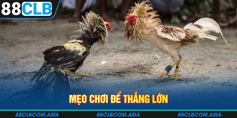 Mẹo chơi để thắng lớn