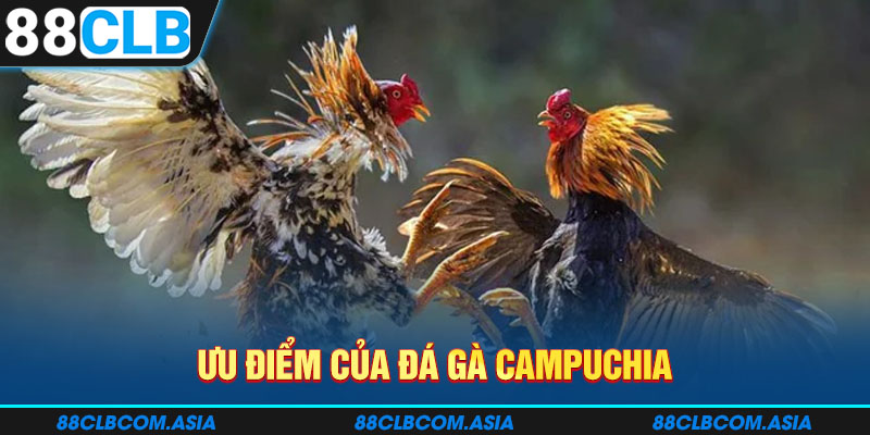 Ưu điểm của đá gà Campuchia